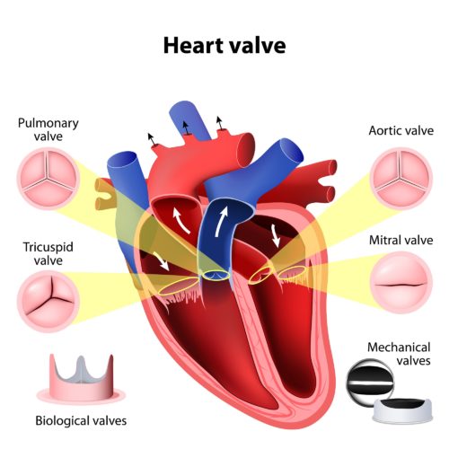 Symptoms of heart valve disease - Diabetes and heart disease